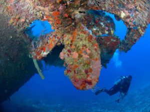 diver on the wreck of the Jado Trader