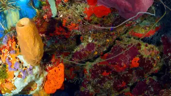 scuba diver on reef